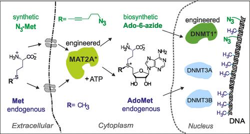 Engineered Methionine Adenosyltransferase Cascades for Metabolic Labeling of Individual DNA Methylomes in Live Cells