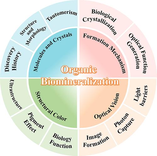 Emerging Biomineralization of Organic Photonic Crystalline Materials: Ultrastructure, Formation Mechanism, and Optical Function