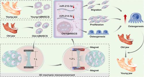 Three-Dimensional Mechanical Microenvironment Rescued the Decline of Osteogenic Differentiation of Old Human Jaw Bone Marrow Mesenchymal Stem Cells