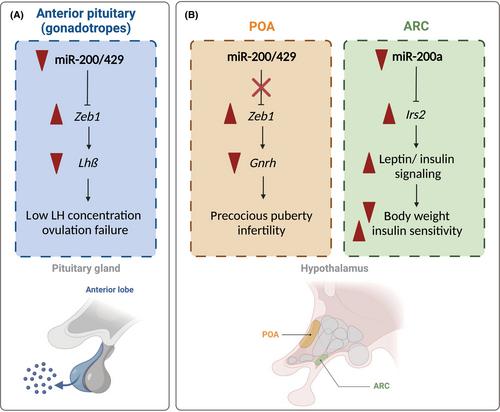 Micromanaging the neuroendocrine system – A review on miR-7 and the other physiologically relevant miRNAs in the hypothalamic–pituitary axis