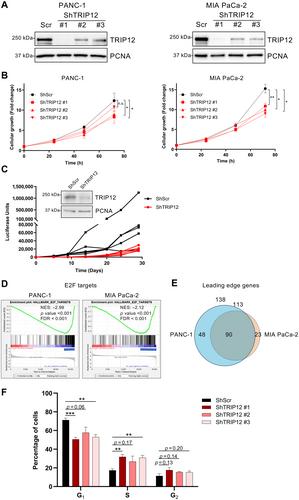 The E3 ubiquitin ligase TRIP12 is required for pancreatic acinar cell plasticity and pancreatic carcinogenesis