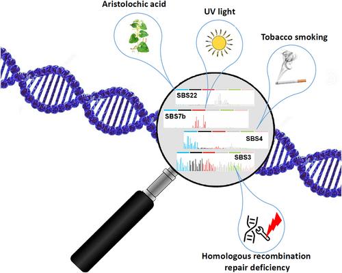 Beyond driver mutations: exploring the landscape of mutational signatures in adenocarcinomas of the bladder†