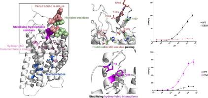 Elucidating the Activation Mechanism of the Proton-sensing GPR68 Receptor