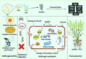 Utilizing zinc oxide nanoparticles as an environmentally safe biosystem to mitigate mycotoxicity and suppress Fusarium graminearium colonization in wheat