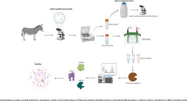 Proteomic profile of seminal plasma from Pêga donkeys (Equus asinus) with high sperm motility and vigor: Implications for assisted reproduction