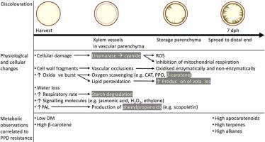 Biochemical characterisation of a cassava (Manihot esculenta crantz) diversity panel for post-harvest physiological deterioration; metabolite involvement and environmental influence