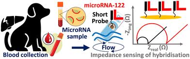 Circulating microRNA detection using electrochemical biosensor for rapid diagnosis of liver disease in dogs