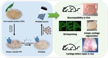 A biocompatible pea protein isolate-derived bioink for 3D bioprinting and tissue engineering†