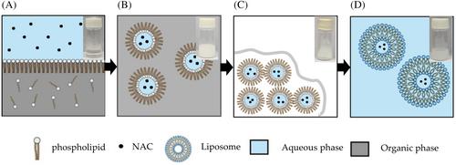 N-Acetyl cysteine-loaded liposomes to reduce iron overload-induced toxicity in human kidney cells