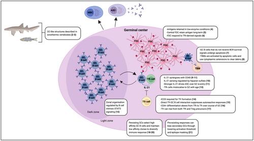 Highlight of 2023: Advances in germinal centers