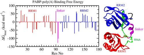 Conformational Properties of Poly(A)-Binding Protein Complexed with Poly(A) RNA