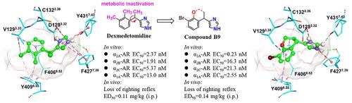 Designing Chromane Derivatives as α2A-Adrenoceptor Selective Agonists via Conformation Constraint