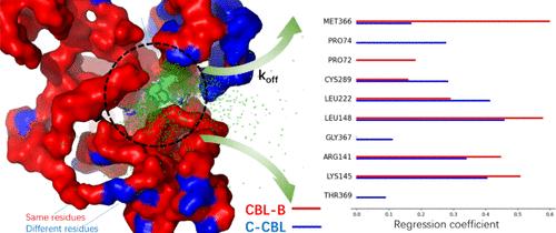 Deciphering the Selectivity of CBL-B Inhibitors Using All-Atom Molecular Dynamics and Machine Learning