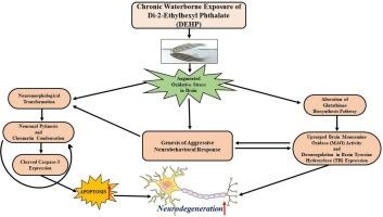 Concerted monoamine oxidase activity following exposure to di-2-ethylhexyl phthalate is associated with aggressive neurobehavioral response and neurodegeneration in zebrafish brain