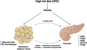 A high-fat diet induces changes in mesenteric adipose tissue accelerating early-stage pancreatic carcinogenesis in mice