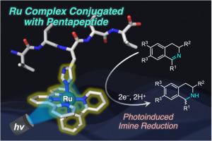 Photo-induced imine reduction by a photoredox biocatalyst consisting of a pentapeptide and a Ru bipyridine terpyridine complex