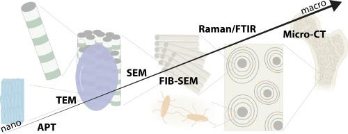 Bone hierarchical organization through the lens of materials science: Present opportunities and future challenges