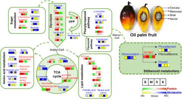 Integrative tissue-resolved proteomics and metabolomics analysis of oil palm (Elaeis guineensis Jacq.) fruit provides insights into stilbenoid biosynthesis at the interface of primary and secondary metabolism