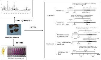 Antidepressant-like effects of Cimicifuga dahurica (Turcz.) Maxim. via modulation of monoamine regulatory pathways