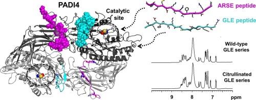 Isolated auto-citrullinated regions of PADI4 associate to the intact protein without altering their disordered conformation