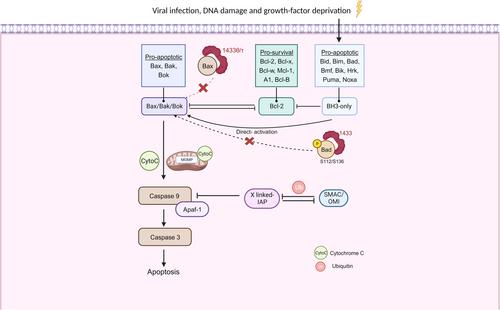 14-3-3 Family of Proteins: Biological Implications, Molecular Interactions, and Potential Intervention in Cancer, Virus and Neurodegeneration Disorders