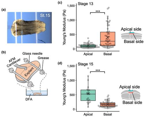 Differential cellular stiffness across tissues that contribute to Xenopus neural tube closure