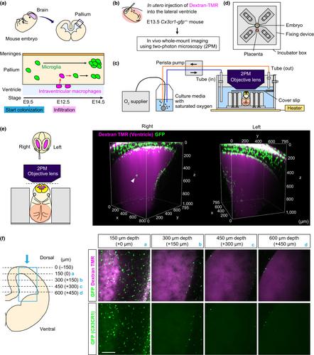 A novel preparation for histological analyses of intraventricular macrophages in the embryonic brain