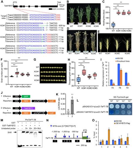 TaMYB72 directly activates the expression of TaFT to promote heading and enhance grain yield traits in wheat (Triticum aestivum L.)