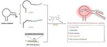 Binary split fluorescent biosensor based on lettuce DNA aptamer for label-free and enzyme-free analysis of hepatitis B viral DNA†