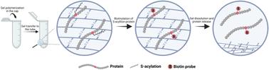 A rapid and convenient sample treatment method based on the dissolvable polyacrylamide gel for S-acylation proteomics†