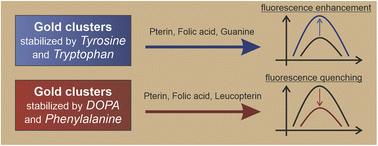 Amino acid-stabilized luminescent gold clusters for sensing pterin and its analogues†