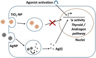 The endocrine disruptor effect of metal nanoparticles mainly depends on their capacity to release metal ions†