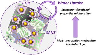 In situ investigation of moisture sorption mechanism in fuel cell catalyst layers†