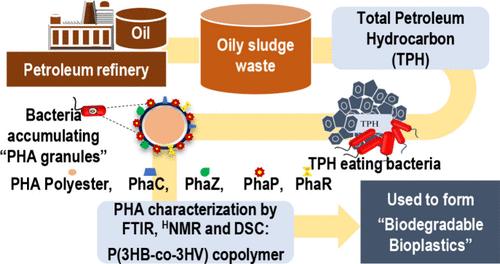 Exploring the Poly(3-hydroxybutyrate-co-3-hydroxyvalerate) Production Potential of Total Petroleum Hydrocarbon Degrading Bacteria Using Oily Sludge Waste as Feedstock