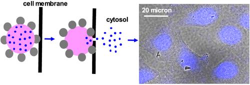 Vegetable Oil–Based Pickering Nanoemulsions As Carriers for Cytosolic Drug Delivery