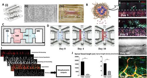 Xenohormetic Phytochemicals Inhibit Neovascularization in Microphysiological Models of Vasculogenesis and Tumor Angiogenesis