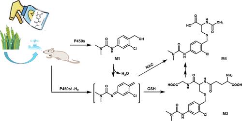 CYP3A4-Mediated Metabolic Activation and Cytotoxicity of Chlortoluron