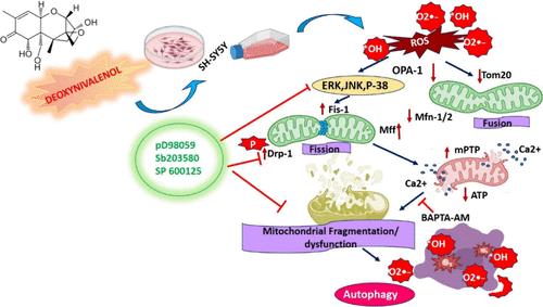 Deoxynivalenol Induces Drp-1-Mediated Mitochondrial Dysfunction via Elevating Oxidative Stress