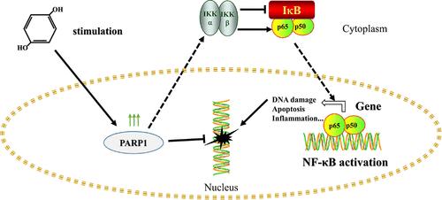 Role of the PARP1/NF-κB Pathway in DNA Damage and Apoptosis of TK6 Cells Induced by Hydroquinone