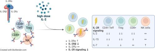 Bridging therapy-induced phenotypes and genetic immune dysregulation to study interleukin-2-induced immunotoxicology