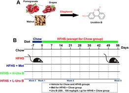 Urolithin B protects mice from diet-induced obesity, insulin resistance, and intestinal inflammation by regulating gut microbiota composition