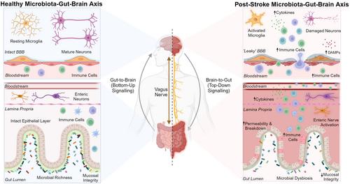 The gut–immune axis during hypertension and cardiovascular diseases