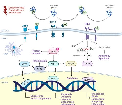 Endoplasmic reticulum stress in the pathogenesis of chemotherapy-induced mucositis: Physiological mechanisms and therapeutic implications