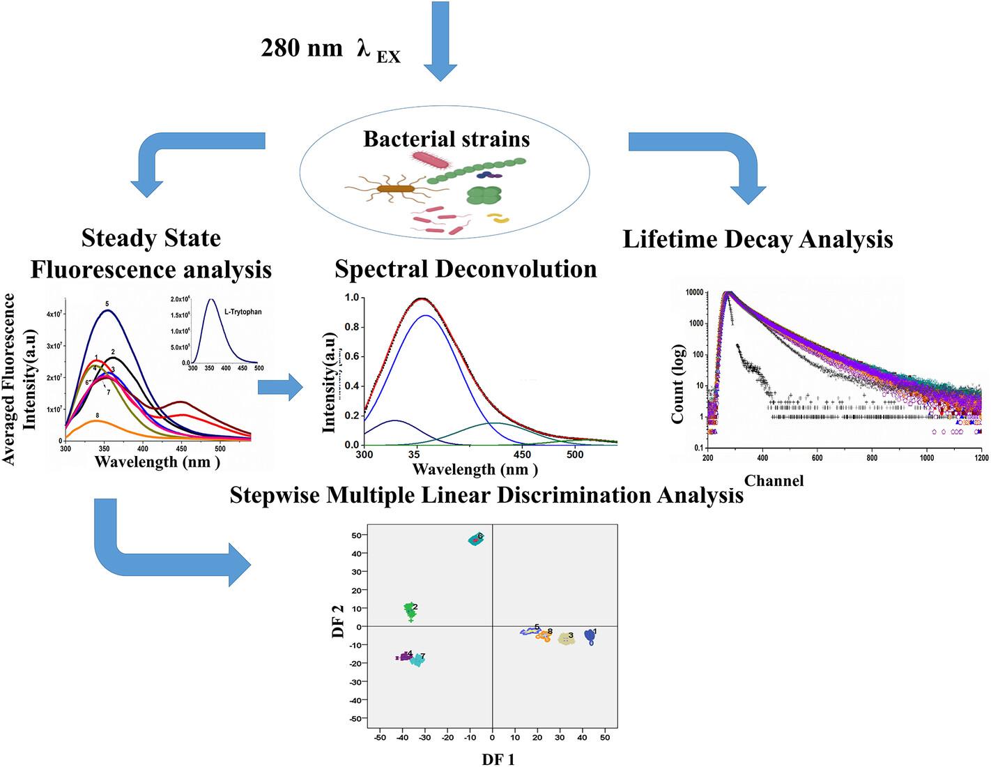 Characterization and classification of pathogenic bacteria using native fluorescence and spectral deconvolution