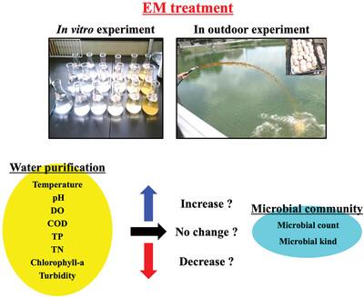 Effect of effective microorganisms on water purification and microbial community in a pond