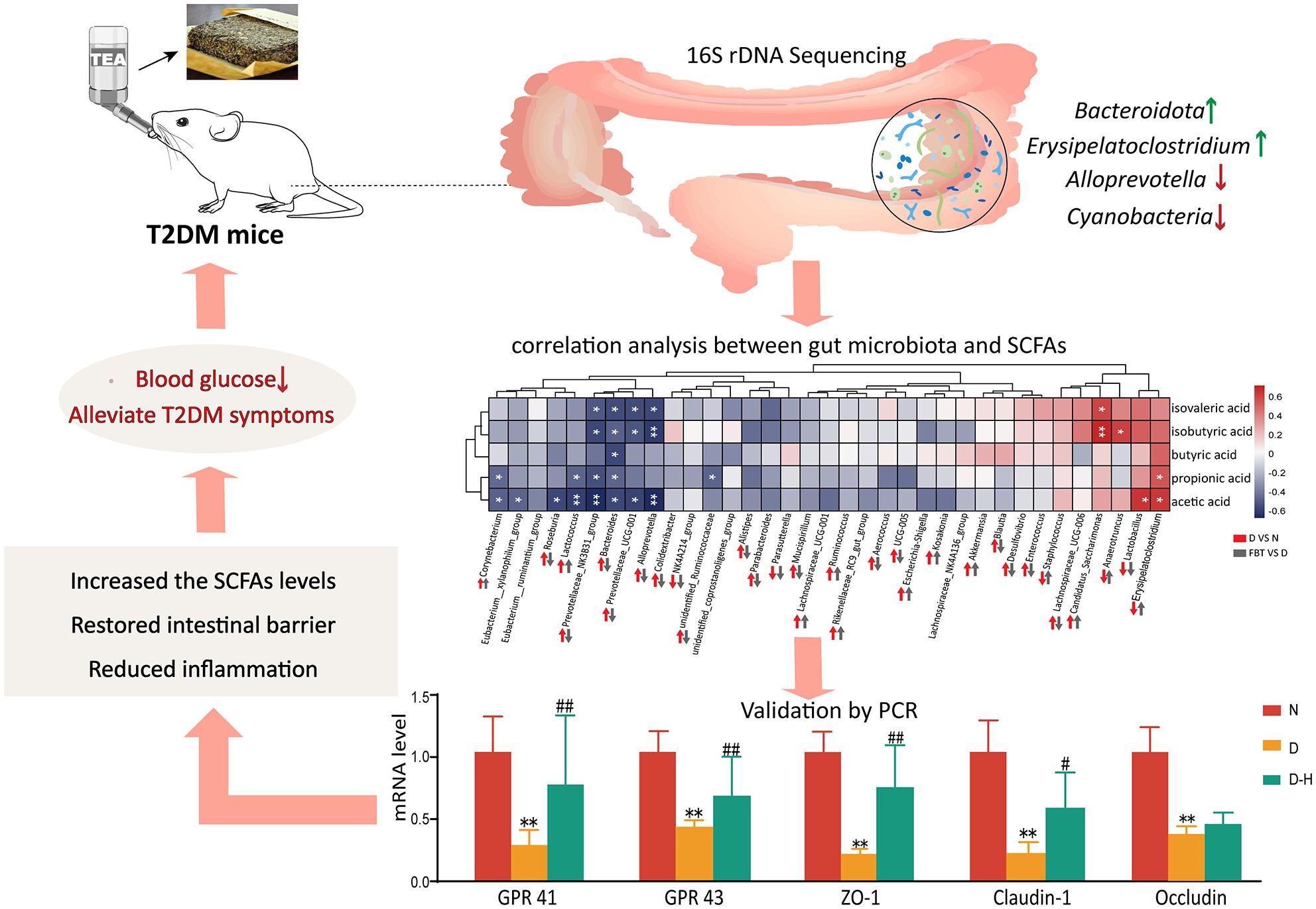 Unravelling the hypoglycemic mechanism of Fuzhuan brick tea: insights into intestinal microbiota and metabolites in type 2 diabetes mellitus mice