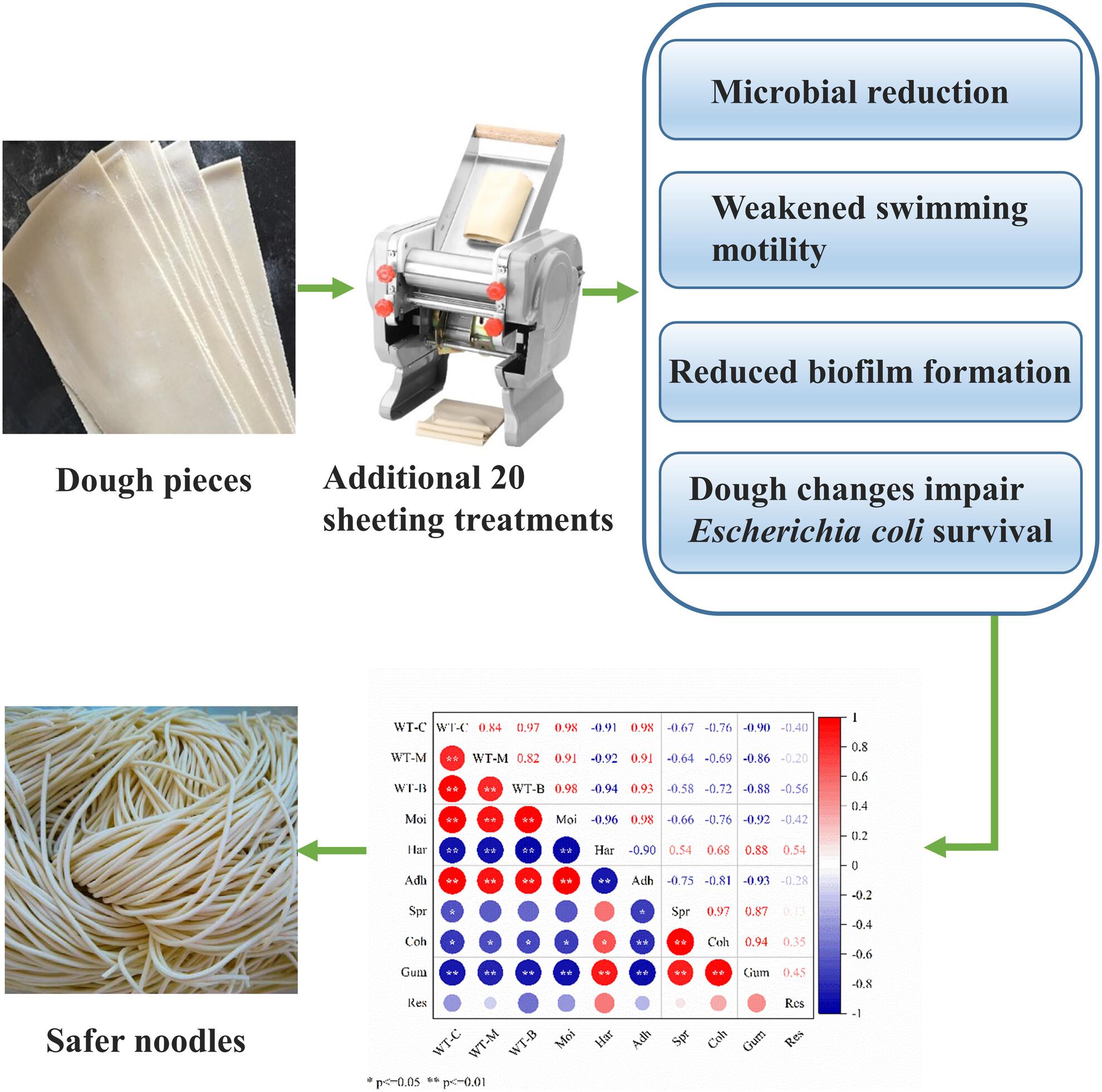 Effect of sheeting pressure on the viability of Escherichia coli during noodle processing