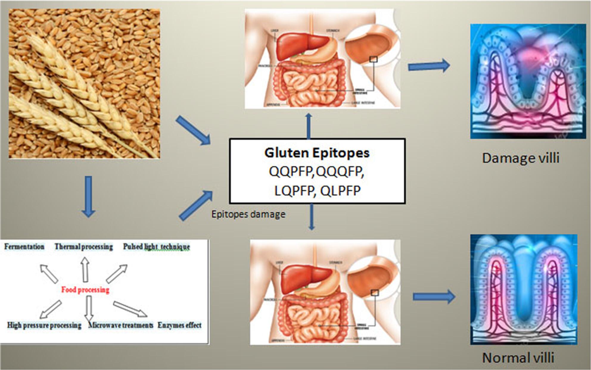 Effect of food processing on the immunoreactivity of gliadin