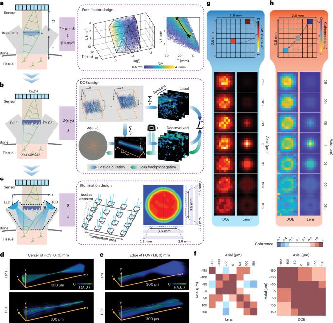 A miniaturized mesoscope for the large-scale single-neuron-resolved imaging of neuronal activity in freely behaving mice