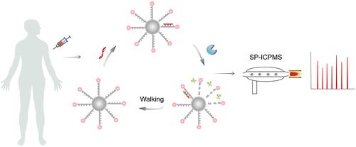 Single Particle Analysis-Enhanced DNA Walking Machine for Sensitive miRNA Detection